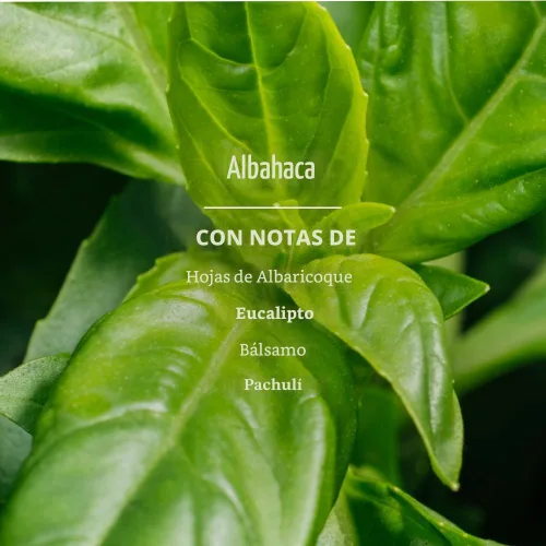 Vista 2 de MRS. MEYER'S CLEAN DAY - Repuesto de jabón líquido para platos, albahaca, 48 onzas líquidas