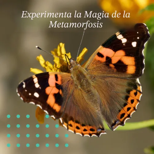 Vista 4 de Clearwater Butterfly Mariposas Dama Pintada Vivas - 5 Orugas Vivas - Orugas Vivas a Mariposas - Orugas para Kit de Mariposas - Jaula de Malla No