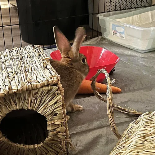 Vista 6 de LWINGFLYER Casa de hierba de conejo, casa de hierba para dormir, juguetes masticables para animales pequeños, conejo, hámster, chinchillas, guinea